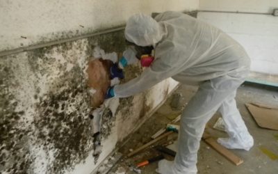 4 Steps To Controlling Mold Damage