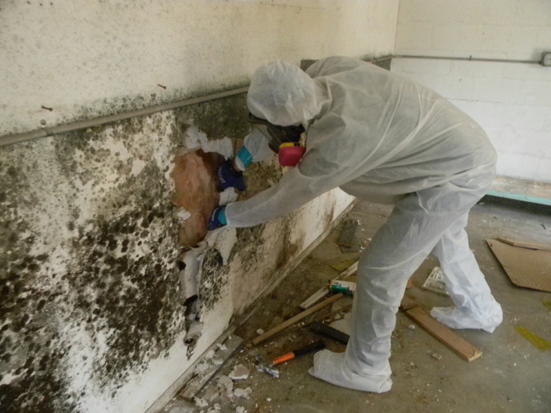 4 Steps To Controlling Mold Damage