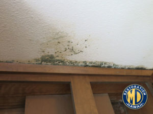 Mold in Asbestos