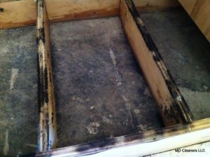 Mold Removal on Wood