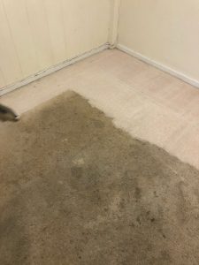 Cleaning Carpet