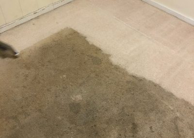 Cleaning Carpet