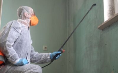 Managing Post-Storm Mold Growth in Honolulu Homes