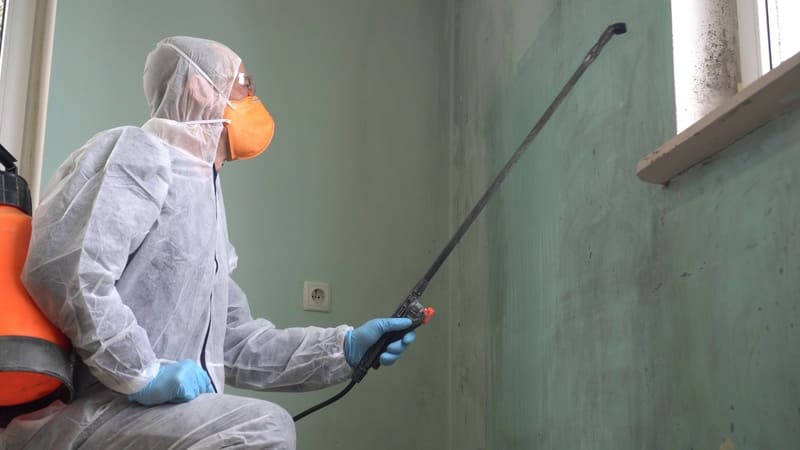 Managing Post-Storm Mold Growth in Honolulu Homes